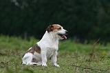 JACK RUSSEL 212